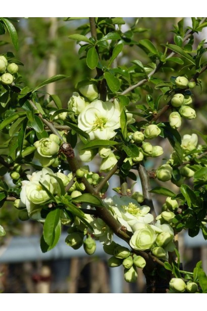 Сhaenomeles speciosa Yukigoten on shtambe